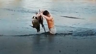 Man rescues goose