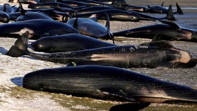 Stranded whales