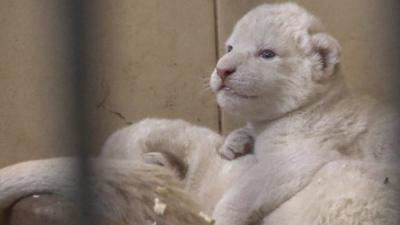 White lion cubs.