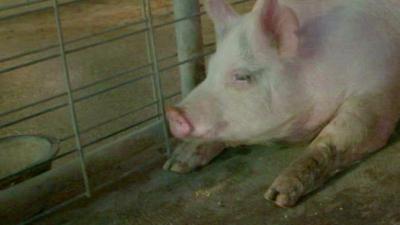 Pig used in organ experiment