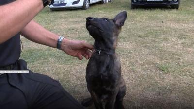 Police dog with handler