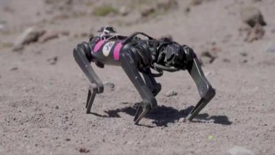 ROBOT DOG