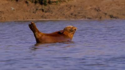 a-seal-basks-in-the-sun