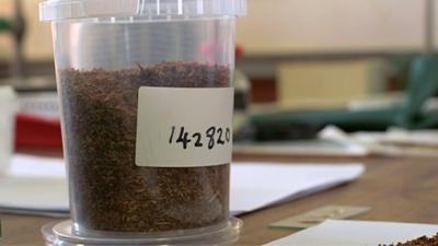 Tobacco in a plastic container