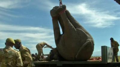 Elephant on truck