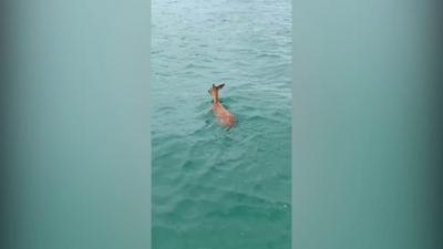 deer-swimming-in-the-sea.