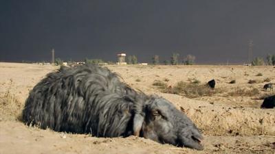 A blackened sheep lies on the ground near a burning oil well outside Qayyarah, in northern Iraq