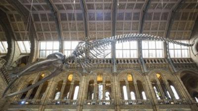 The Natural History Museum has unveiled the replacement for their most recognisable resident, Dippy the Diplodocus.