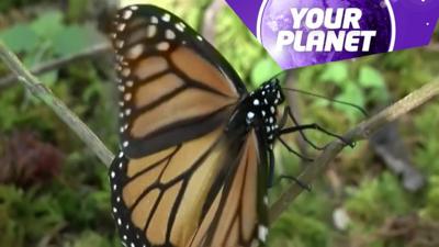 A picture of a butterfly and the your planet logo