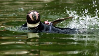 Ralph the penguin