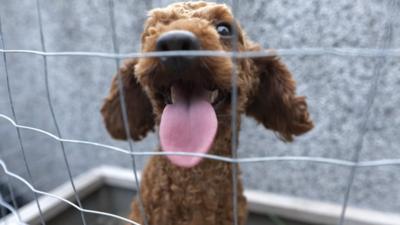 Dog in cage