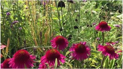 Bright pink or red flowers in a show garden