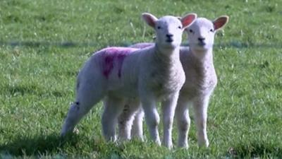 A study is testing the ethical and cost benefits for farmers of using drones to herd sheep.