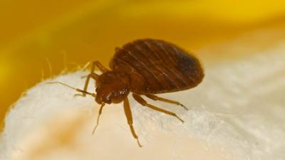 A close up of a bedbug