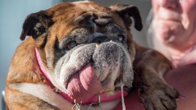 The World's Ugliest Dog