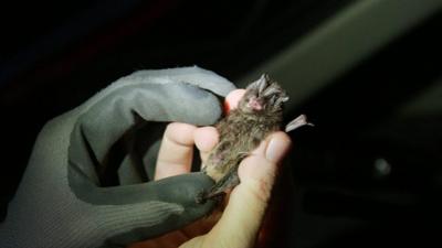 Dr Matt Zeale researches bats to preserve their future