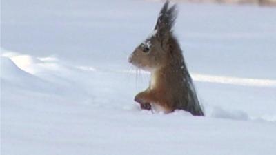 A squirrel forages in the snow