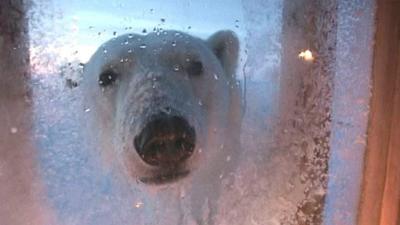 This polar bear surprised Doug Allan in his hut