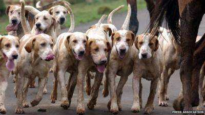 Dogs on a fox hunt