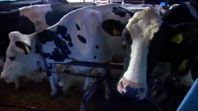 These cows play an important role in the cheese making process