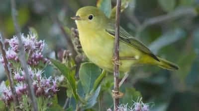 Warbler