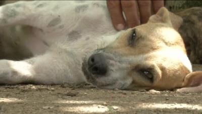 Dog nurses orphaned piglets whilst caring for six pups