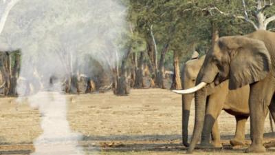 Cloud of smoke next to an elephant