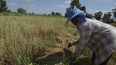 Rice farmer