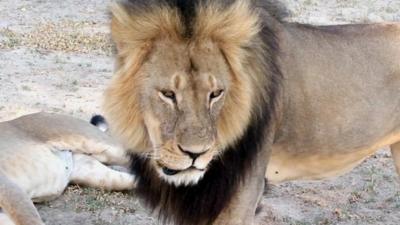 Cecil the lion