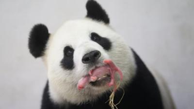 A baby panda is pictured at the Pairi Daiza wildlife park in Brugelette, Belgium, 2 June 2016.