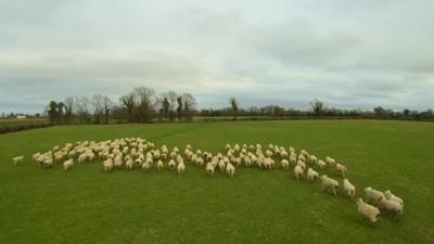 Sheep in a field