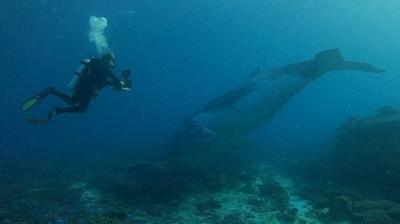 Diver and humpback whale