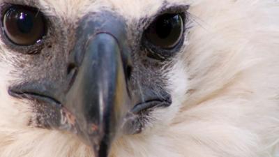 harpy eagle