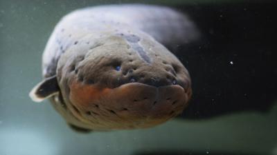 Electric eel