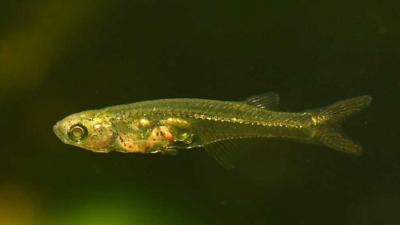 Picture of transparent fish