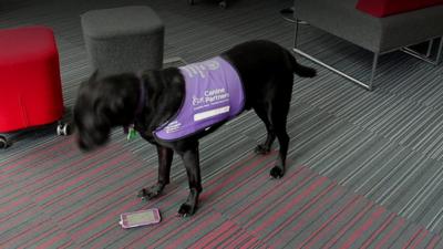 Kibble, an assistance dog