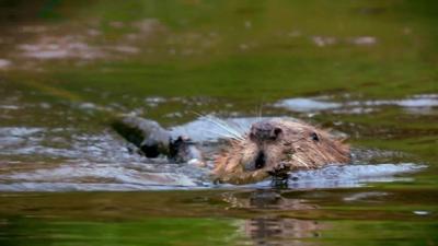 Beaver