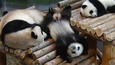 The Toronto Zoo releases a compilation video of their giant pandas falling over