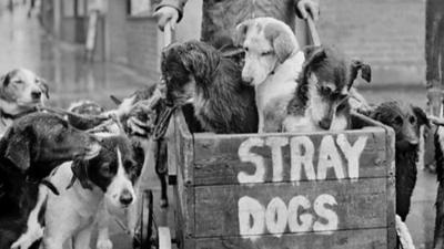 Man with cart holding stray dogs