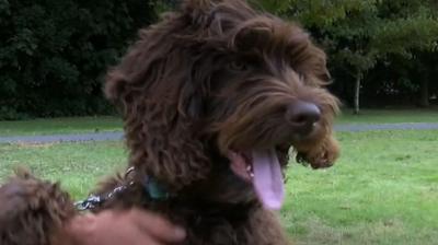 Digby the Labradoodle