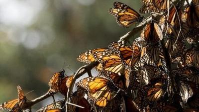 Monarch butterflies in Mexico