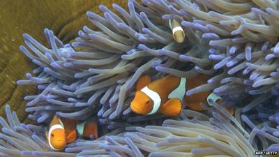 Fish swimming through the coral on Australia's Great Barrier Reef