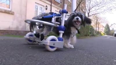 Dog with wheels