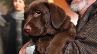 Labrador Retriever