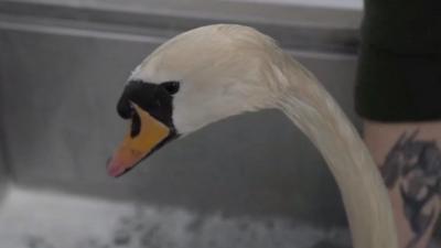 A swan being cleaned of oil