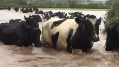 Cows wade through flood water near Llandeilo