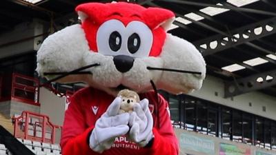 Christie the cat holding a hedgehog