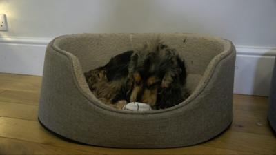 Dog sat in basket