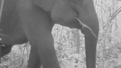 Night-shot of an elephant walking through the forest