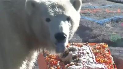 Polar bear eating a cake